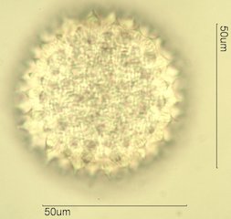 Sida acuta Pollen